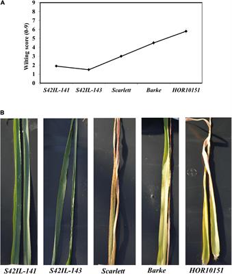 A Wild Allele of Pyrroline-5-Carboxylate Synthase1 Leads to Proline Accumulation in Spikes and Leaves of Barley Contributing to Improved Performance Under Reduced Water Availability